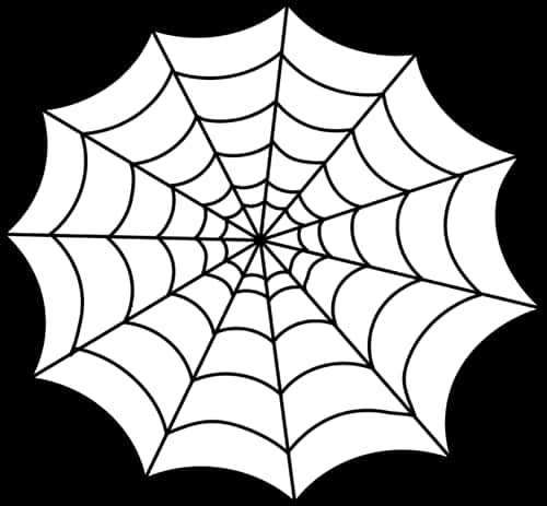A White And Black Spider Web