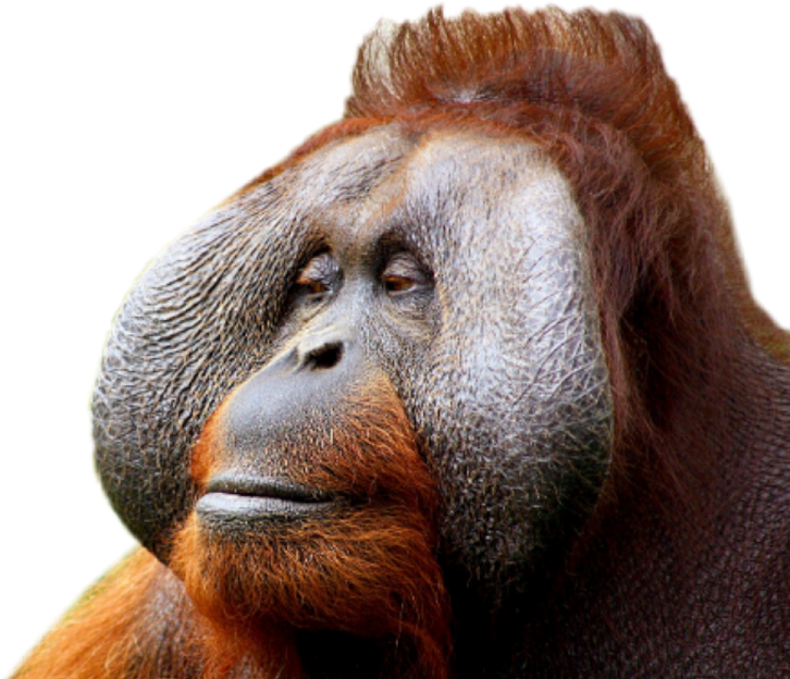 A Close Up Of An Orangutan