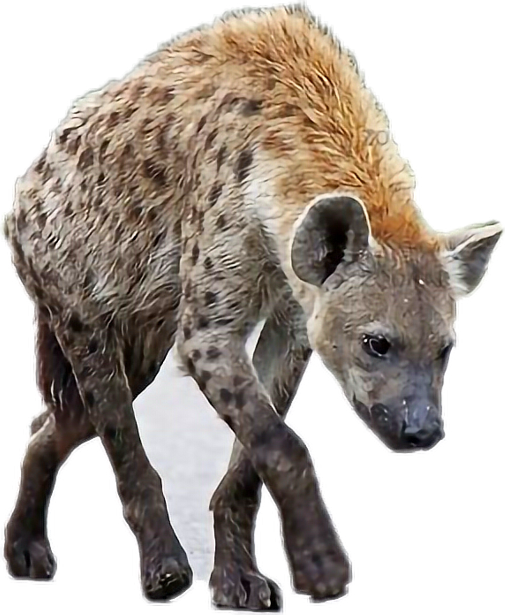 A Hyena Walking On The Ground