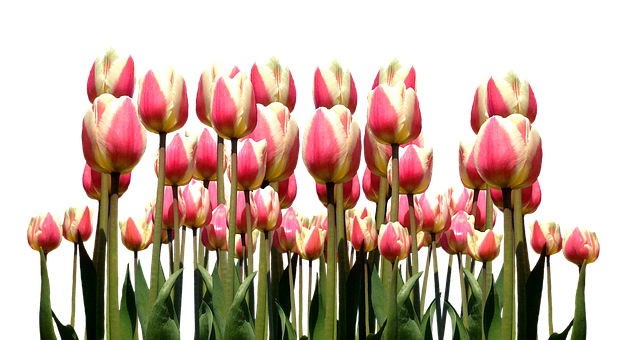 A Group Of Pink And White Tulips