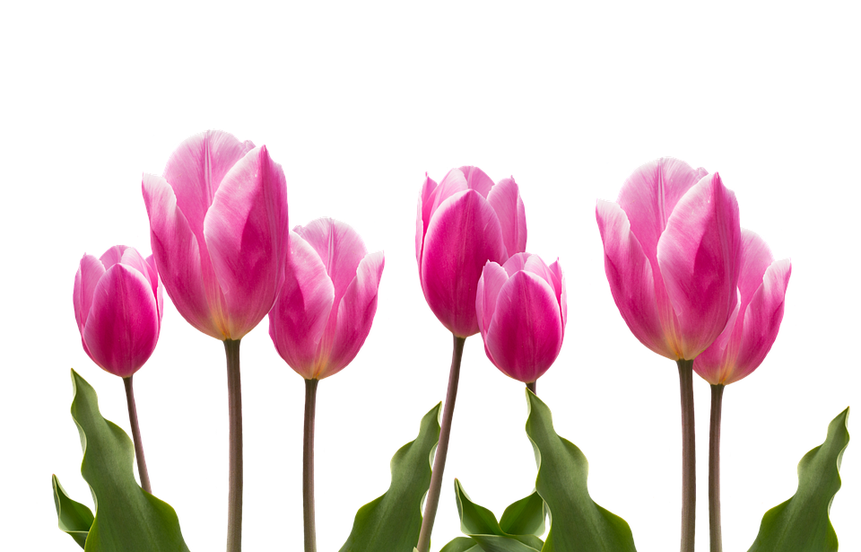 A Group Of Pink Tulips With Green Leaves