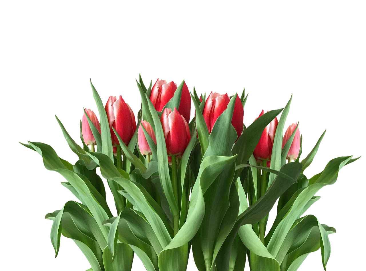 A Group Of Red Tulips