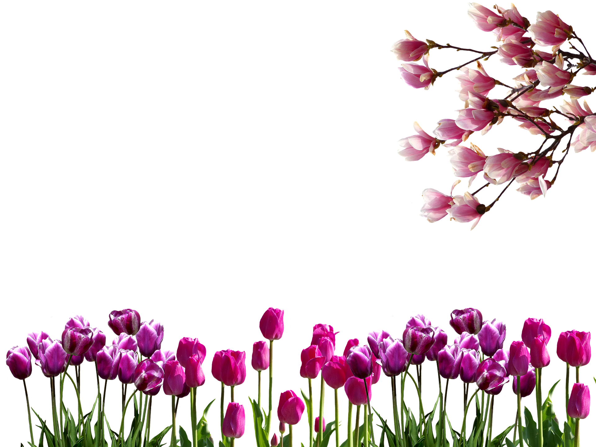 A Group Of Purple And Pink Tulips