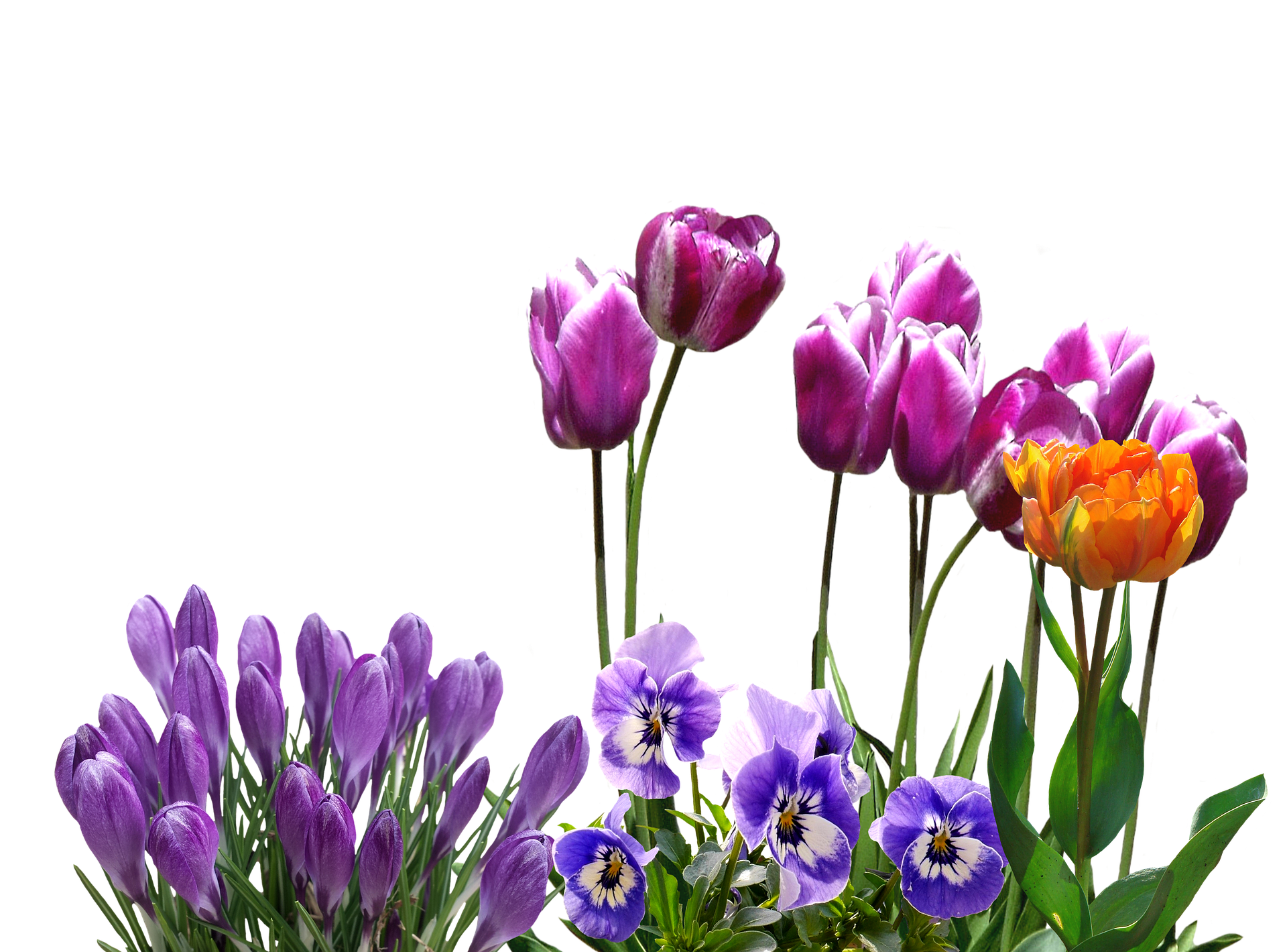 A Group Of Flowers On A Black Background