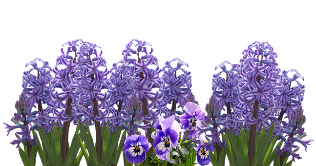 A Group Of Purple Flowers