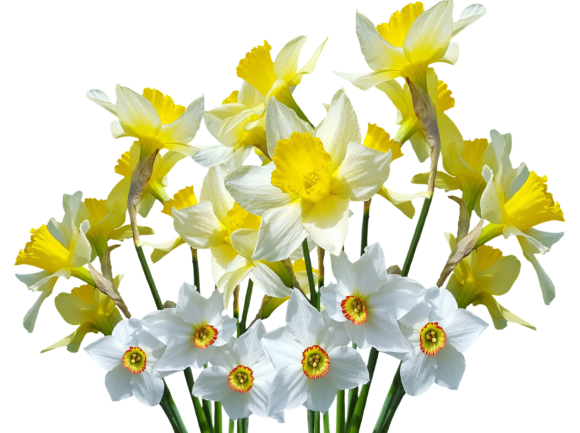 A Group Of White And Yellow Flowers