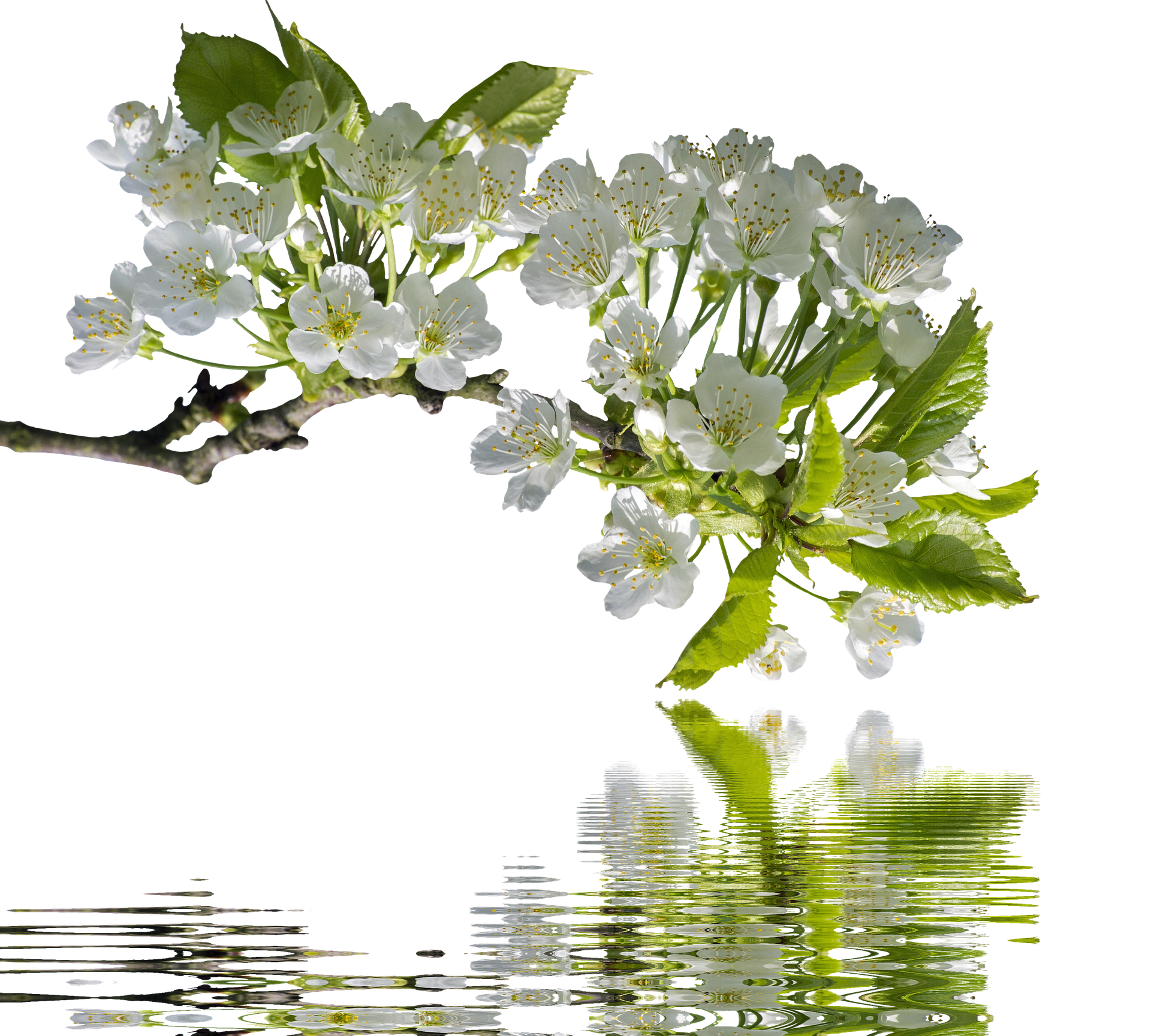 A White Flowers On A Branch