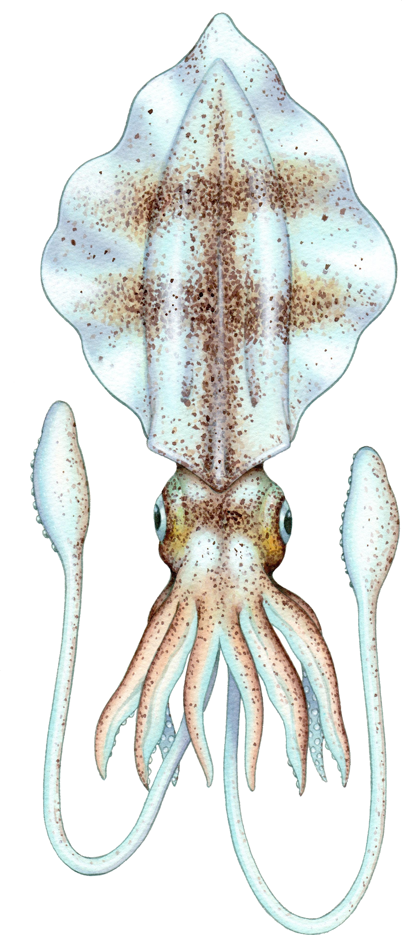 A Close Up Of A Squid