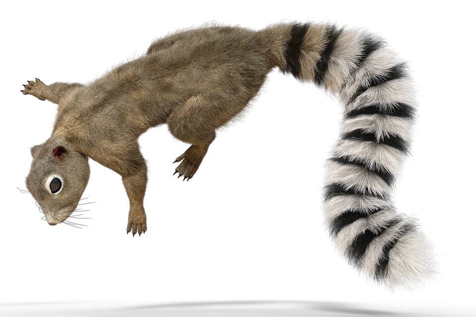 A Furry Animal With A Black And White Striped Tail