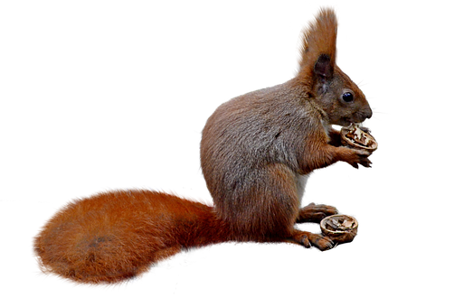 Squirrel Png 513 X 340