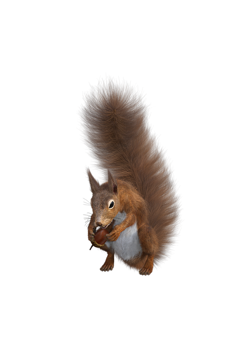 Squirrel Png 495 X 720