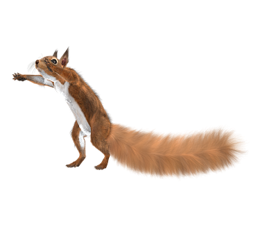 A Squirrel With A Long Tail