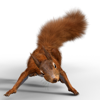 Squirrel Png 340 X 340