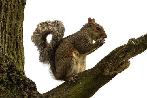 A Squirrel On A Tree Branch