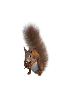 Squirrel Png 233 X 340