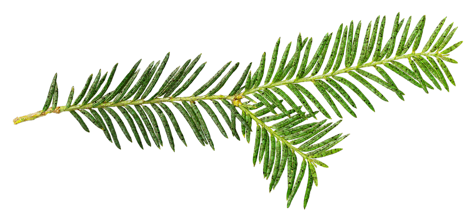 A Close Up Of A Green Leaf