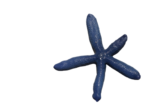A Blue Starfish On A Black Background