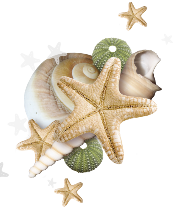 A Group Of Sea Shells And Starfish