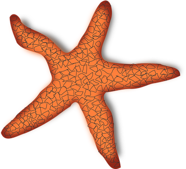 A Starfish With A Black Background