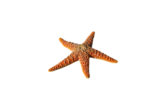 A Starfish On A Black Background