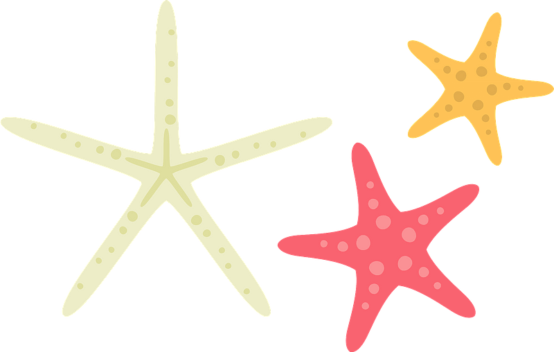 A Group Of Starfishes On A Black Background