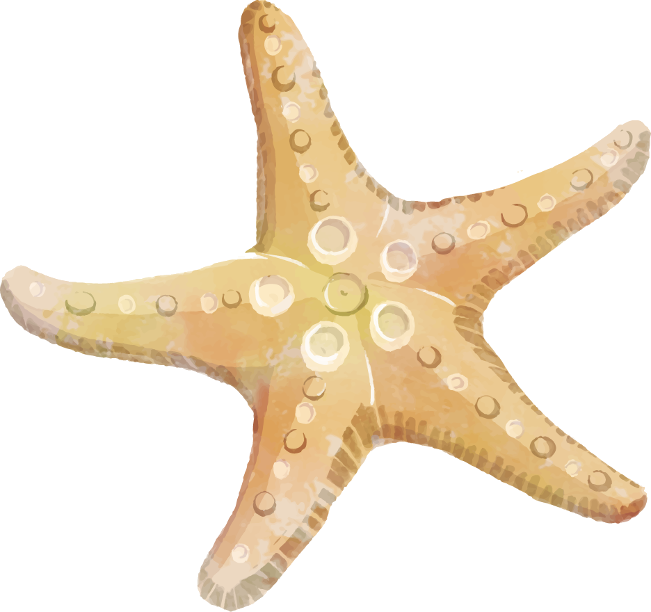 A Starfish With Circles On It