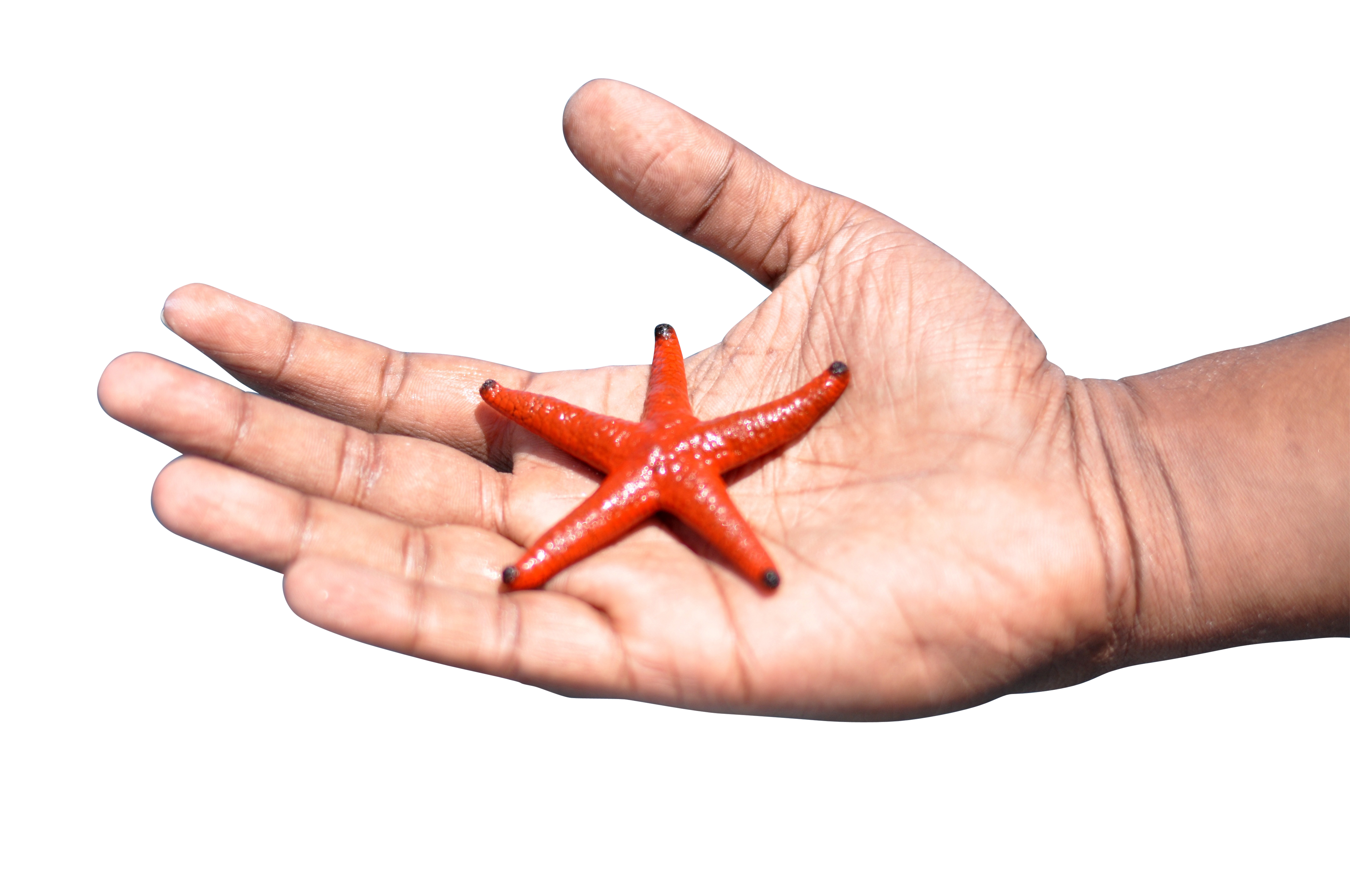 A Hand Holding A Red Starfish