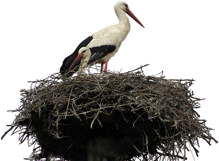 A Couple Of Birds Standing On A Nest