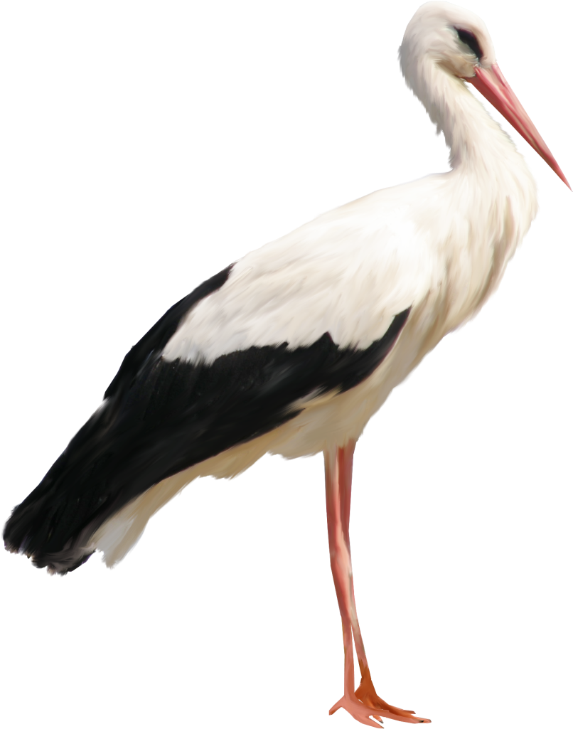 A White And Black Bird With Long Legs