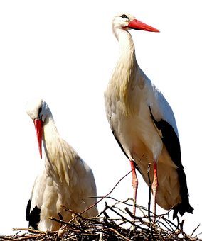 Storks Png 284 X 340