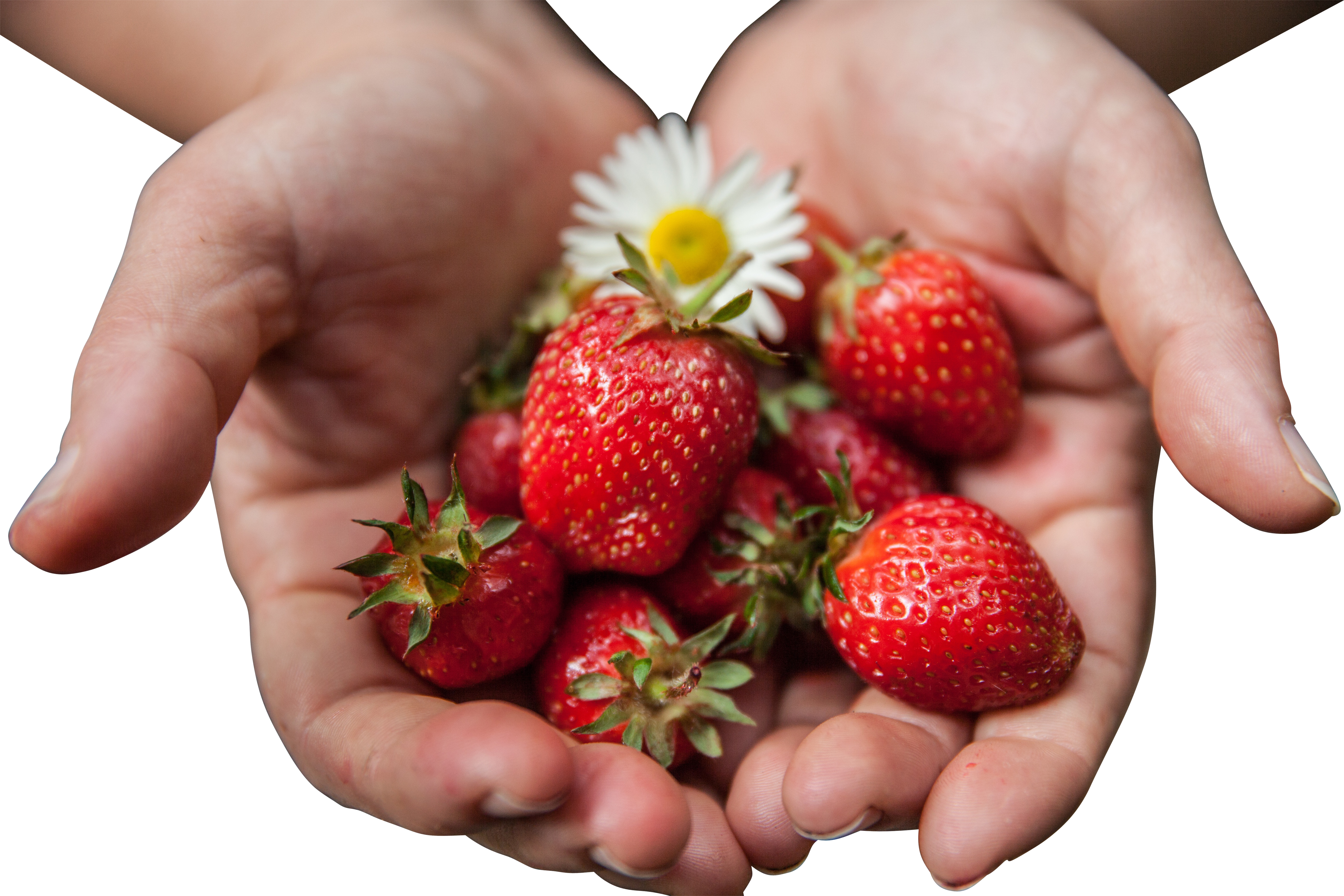 A Person Holding A Pile Of Strawberries