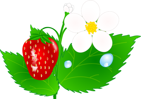 A Strawberry And A Flower