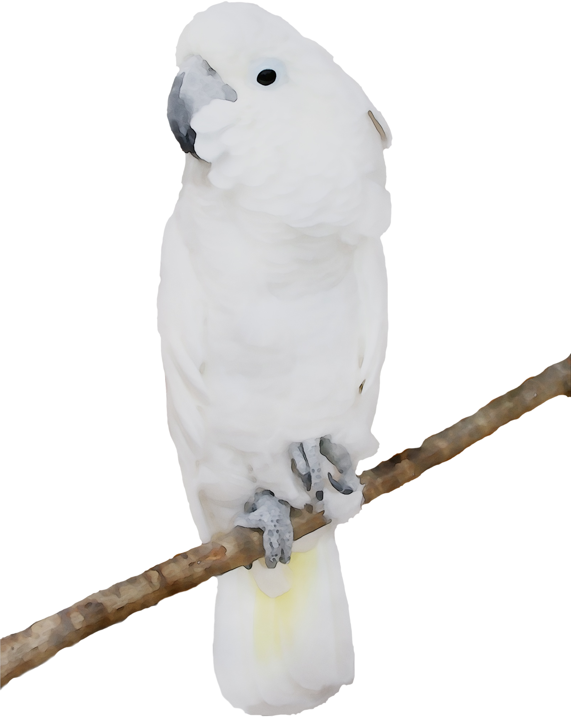 A White Bird On A Branch
