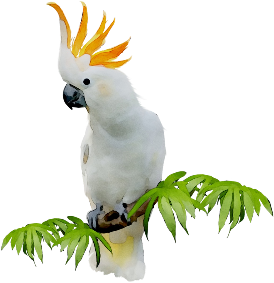 A White Bird With A Yellow Crown On A Branch