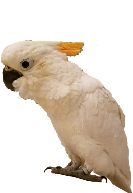 A White Bird With Yellow Feathered Head