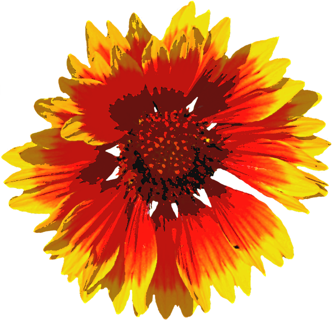 Download A Close Up Of A Flower [100% Free] - FastPNG