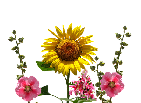 A Sunflower And Pink Flowers