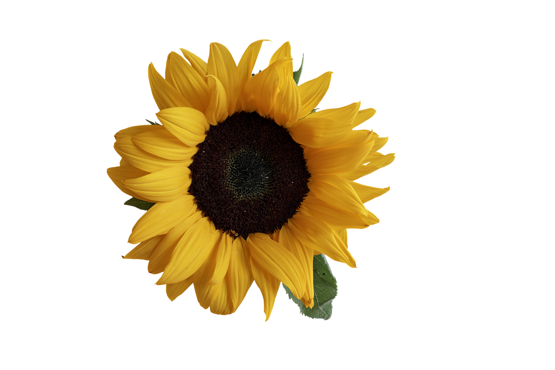 A Yellow Sunflower With Green Leaves