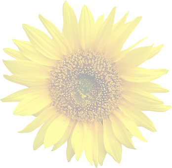 A Close Up Of A Sunflower