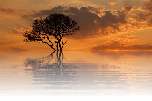 A Tree In The Water