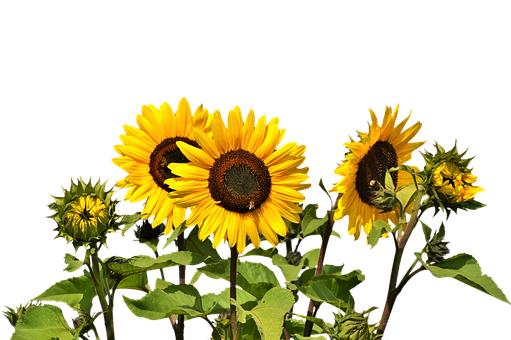 A Group Of Sunflowers With A Black Background