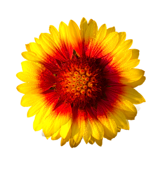 A Yellow And Red Flower