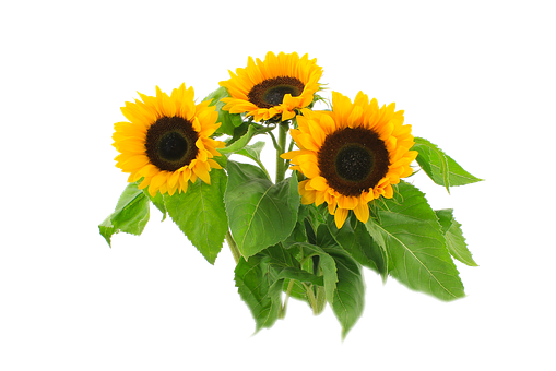 A Group Of Sunflowers With Green Leaves