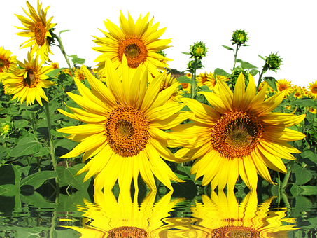 A Group Of Sunflowers In A Field