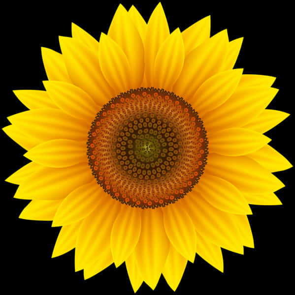 Sunflower Png 599 X 600