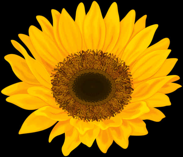 Sunflower Png 600 X 514