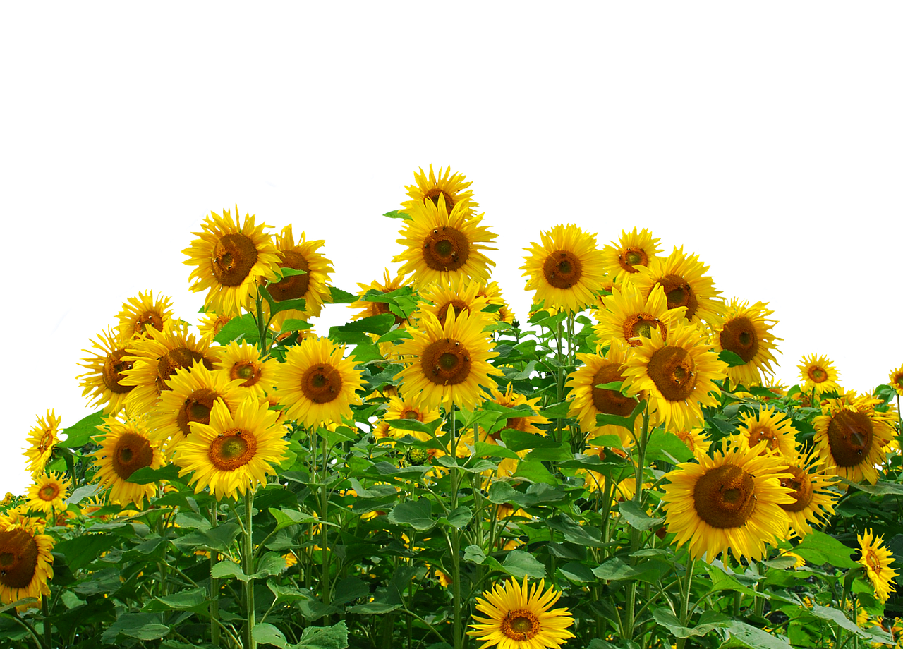 A Group Of Sunflowers With Black Background