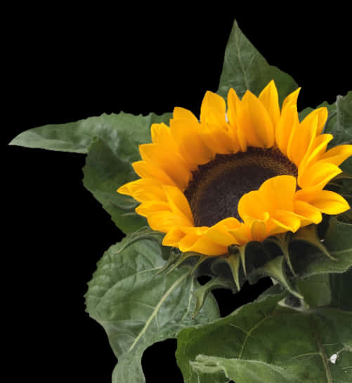 A Sunflower With Leaves On A Black Background