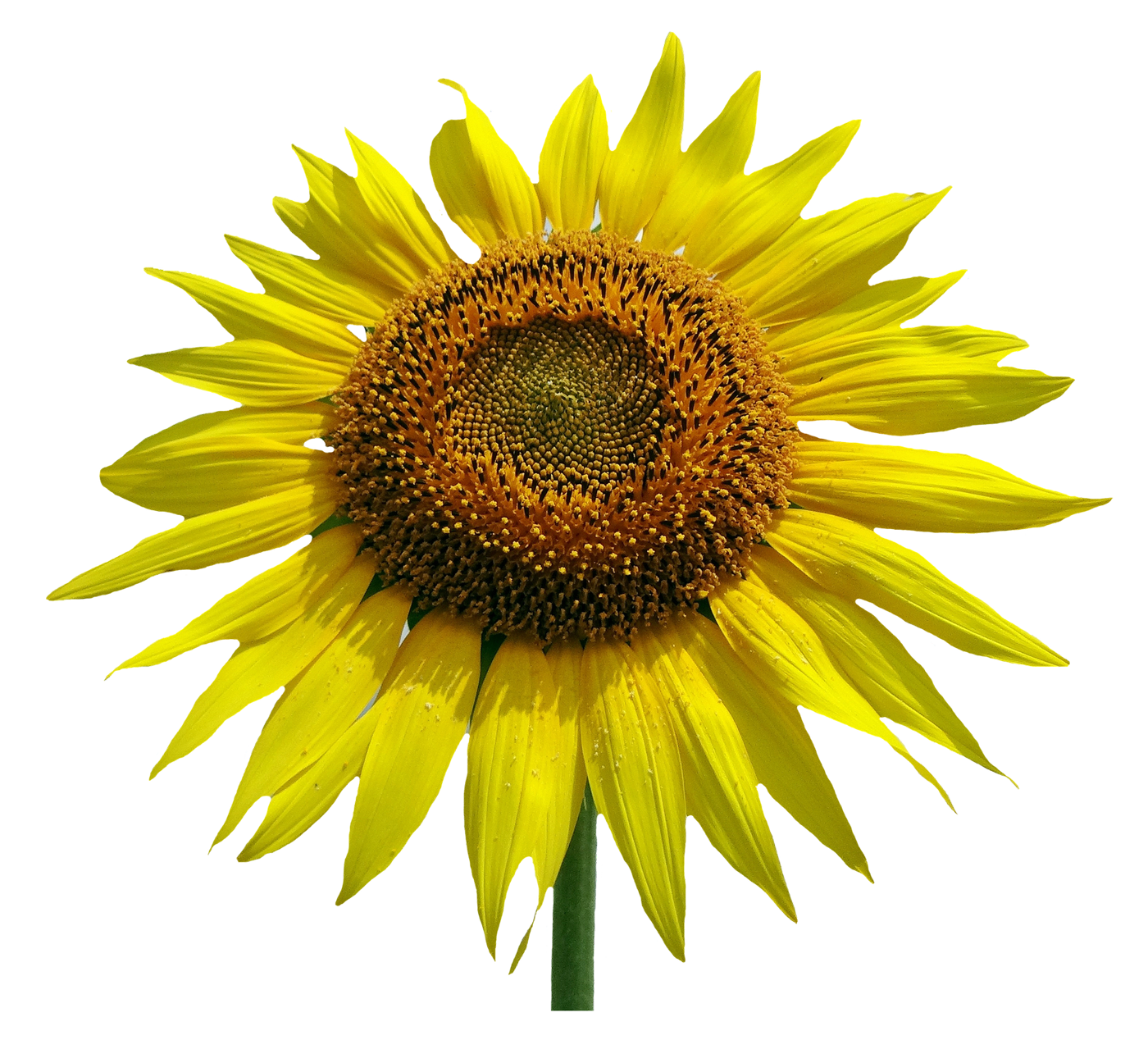 Sunflower Png 1400 X 1268