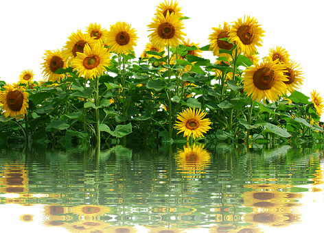 A Group Of Sunflowers In Water